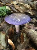 Cortinarius iodes image