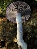 Cortinarius iodes image