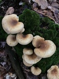 Tapinella atrotomentosa image