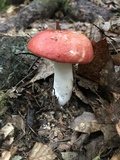 Russula decolorans image