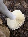 Russula decolorans image