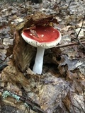 Russula decolorans image