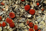 Caloplaca luteominia image