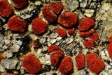 Caloplaca luteominia image