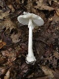 Amanita brunnescens image