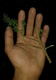 Puccinia evadens image