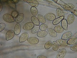 Botryobasidium conspersum image