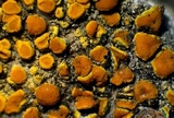 Caloplaca bolacina image