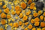 Caloplaca bolacina image