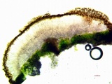 Caloplaca bolacina image