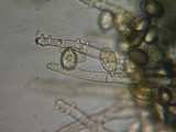 Botryobasidium conspersum image