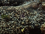 Lachnum corticale image