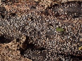 Lachnum corticale image