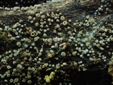 Lachnum corticale image