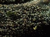 Lachnum corticale image