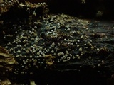 Lachnum corticale image