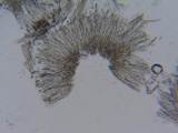 Lachnum corticale image