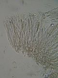 Lachnum corticale image