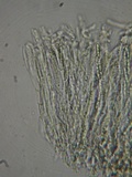 Lachnum corticale image