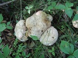 Tylopilus intermedius image