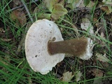 Tylopilus intermedius image