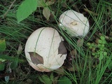 Tylopilus intermedius image