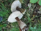 Tylopilus intermedius image