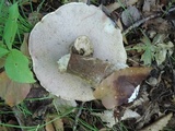 Tylopilus intermedius image