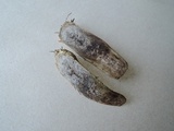 Leccinum luteum image