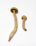 Chroogomphus tomentosus image