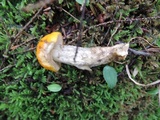 Leccinum luteum image