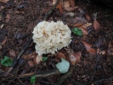 Polyporus umbellatus image