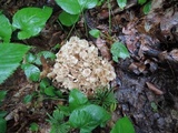 Polyporus umbellatus image