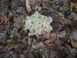 Polyporus umbellatus image