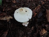 Amanita brunnescens image
