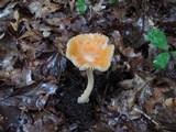 Amanita crocea image