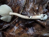 Amanita crocea image