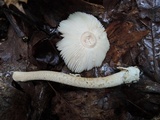 Amanita crocea image