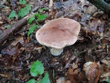 Tylopilus rubrobrunneus image