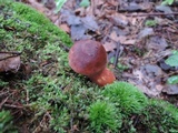 Imleria badia image