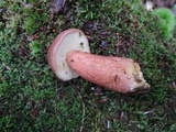 Imleria badia image