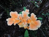 Laetiporus cincinnatus image