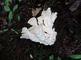 Laetiporus cincinnatus image