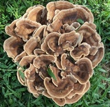 Meripilus sumstinei image