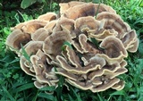 Meripilus sumstinei image