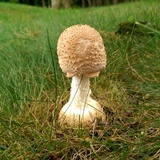 Amanita daucipes image
