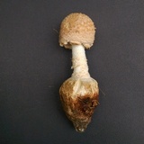 Amanita daucipes image