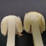 Amanita daucipes image