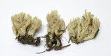 Clavulina coralloides image