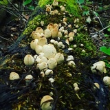 Coprinopsis variegata image